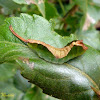 Puss moth caterpillar (3rd instar)