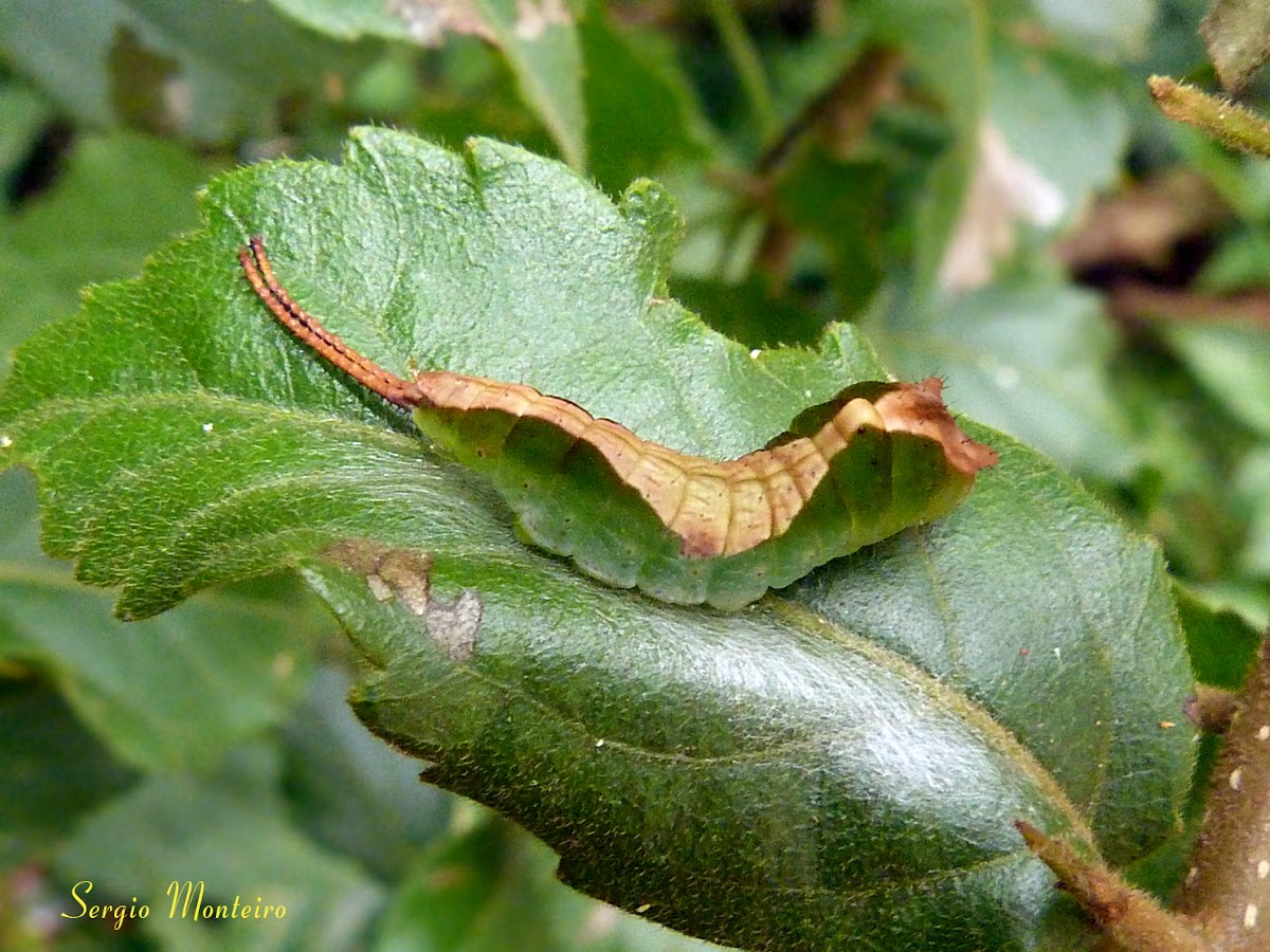 Puss moth caterpillar (3rd instar)