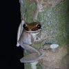 Flat-headed Bromeliad Treefrog