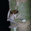 Flat-headed Bromeliad Treefrog