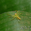 Jumping spider