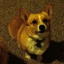 Pembroke Welsh Corgi