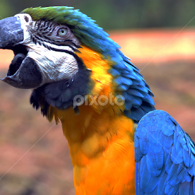 by Edu Yoga - Novices Only Wildlife