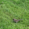 femalle House Sparrow(pardal)