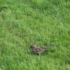 femalle House Sparrow(pardal)