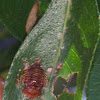 Curry leaf tortoise beetle