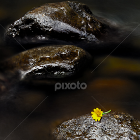mana kembang na euweuh? by Dayu Irianto - Novices Only Flowers & Plants