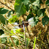 widow skimmer (male)