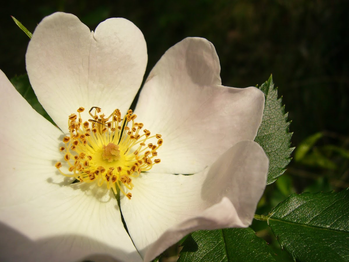 rosa silvestre (flor del escaramujo)