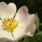 rosa silvestre (flor del escaramujo)