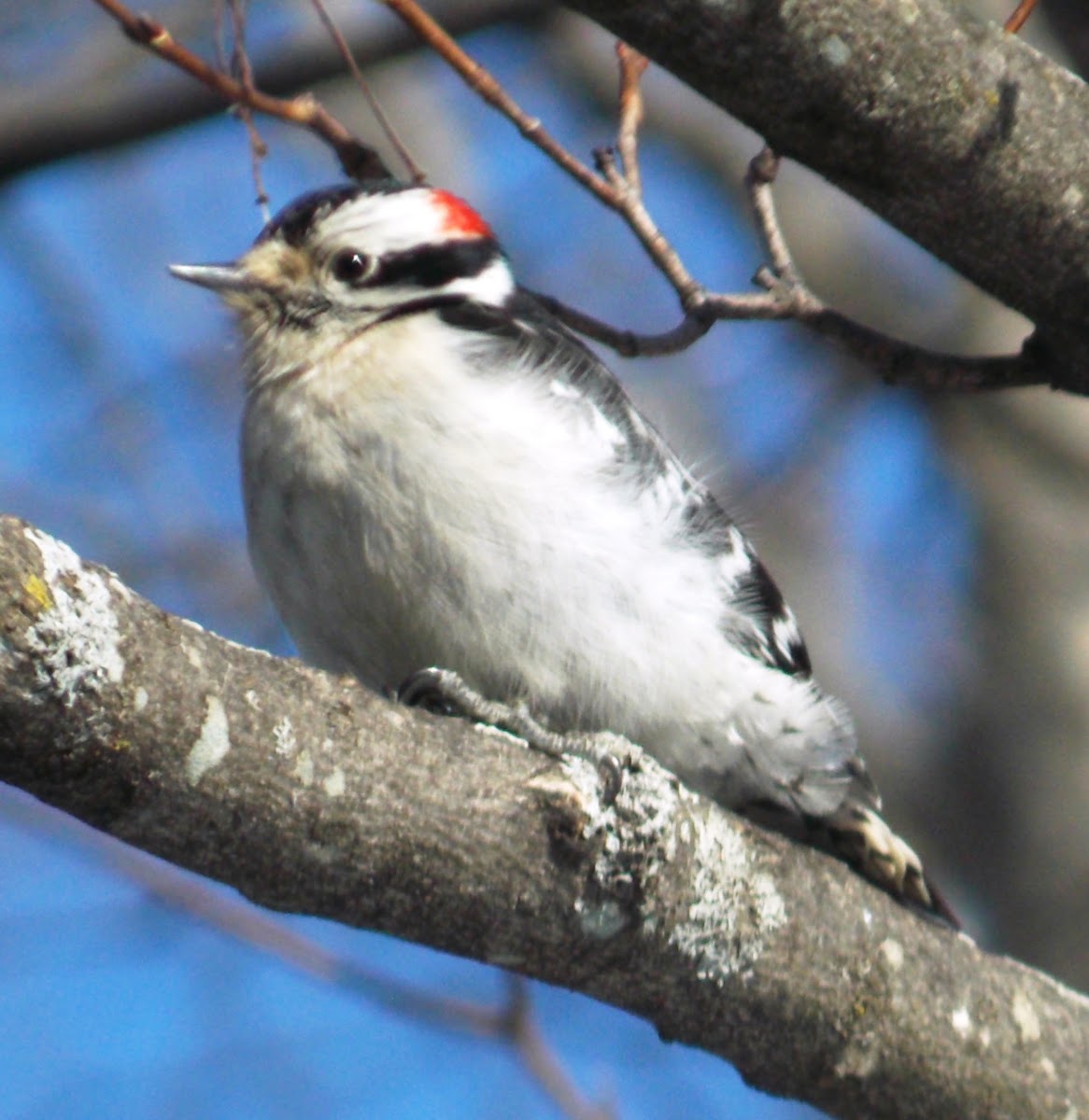 Downey Woodpecker