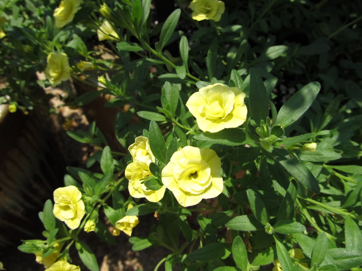Calibrachoa 'MiniFamous Double Yellow'