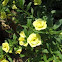 Calibrachoa 'MiniFamous Double Yellow'
