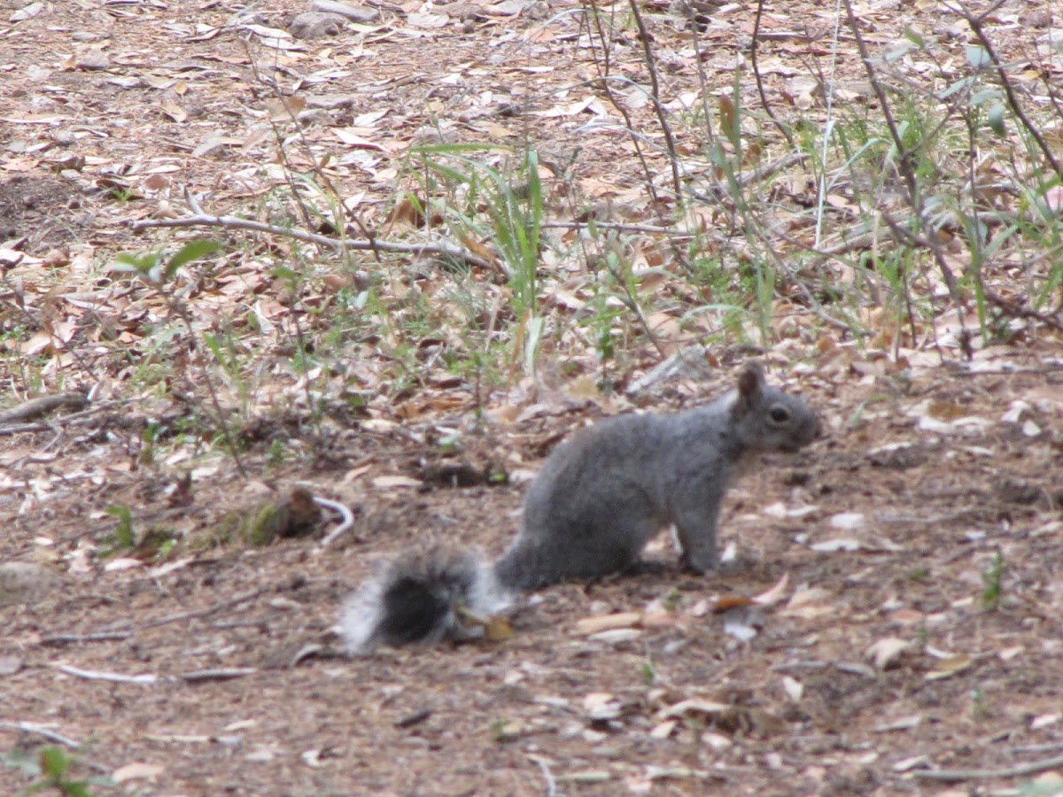 Arizona grey squirrel