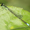 Eastern Forktail male