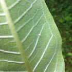 Monarch Butterfly egg