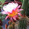 Easterlily cactus