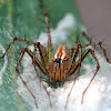 Lynx Spider