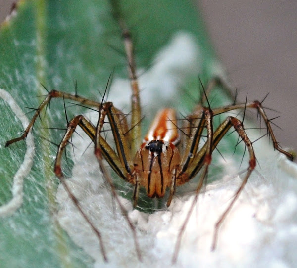 Lynx Spider Project Noah
