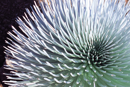 silversword-plant - The striking Hawaiian silversword grows on a patch of barren volcanic land in Kipahulu, Maui. 