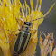 Yellow Rabbitbrush Beetle