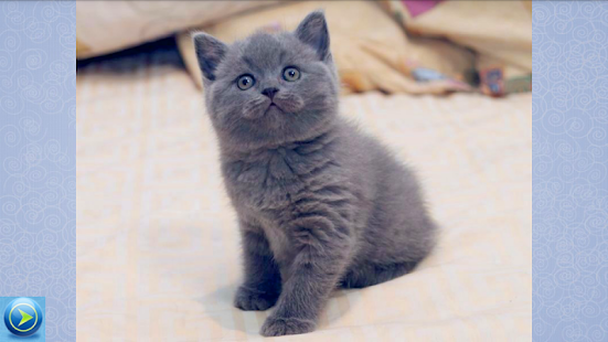 Download Kittens Pictures 1000 + APK