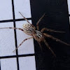 Coneweb spider