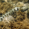 Snowflake Moray Eel