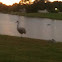 Sandhill Crane