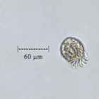 Protozoan - Uronychia
