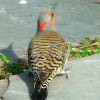 Northern Flicker (yellow shafted)