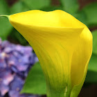 Calla Lilly