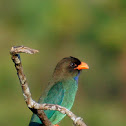 Dollarbird