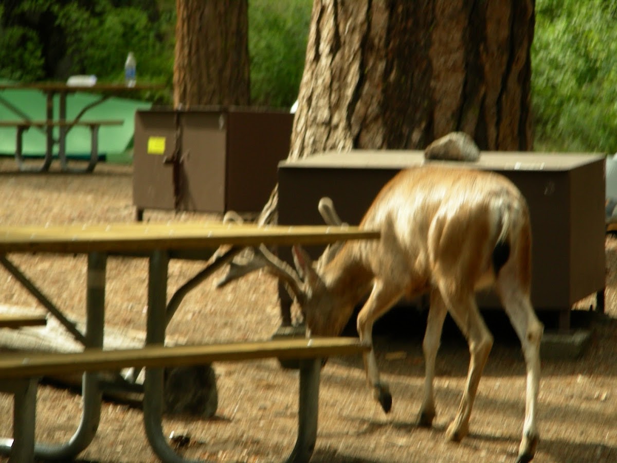 California Mule Deer