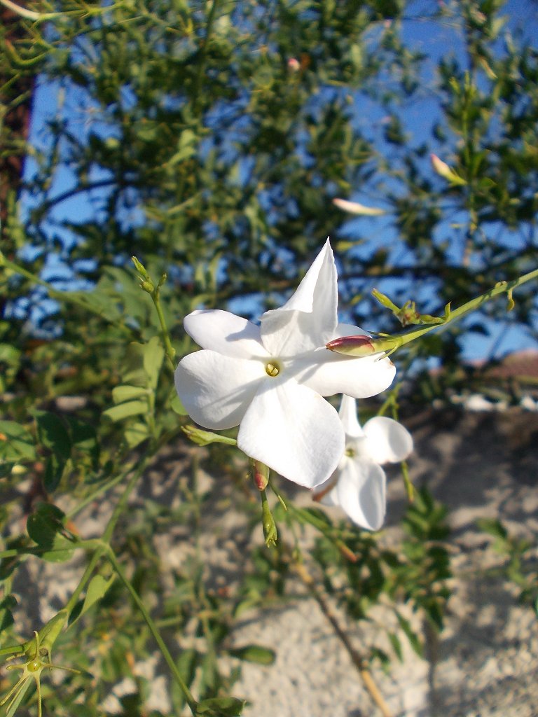 Common jasmine (Γιασεμί)