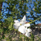 Common jasmine (Γιασεμί)
