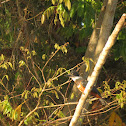 Ringed King Fisher