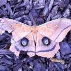Polyphemus Moth 