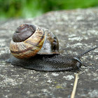 Copse snail
