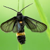 Clearwing Moth