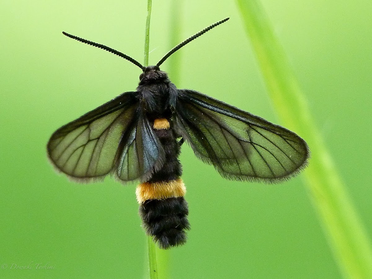 Clearwing Moth