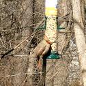 Female Northern Cardinal