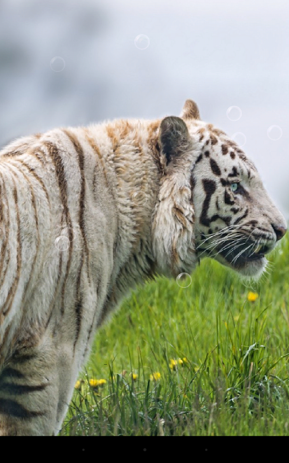 Tiger Live Wallpaper - screenshot