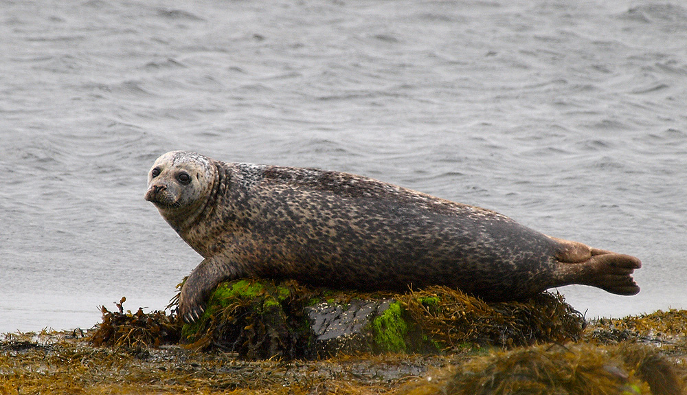Foca (Common Seal)