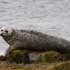 Foca (Common Seal)