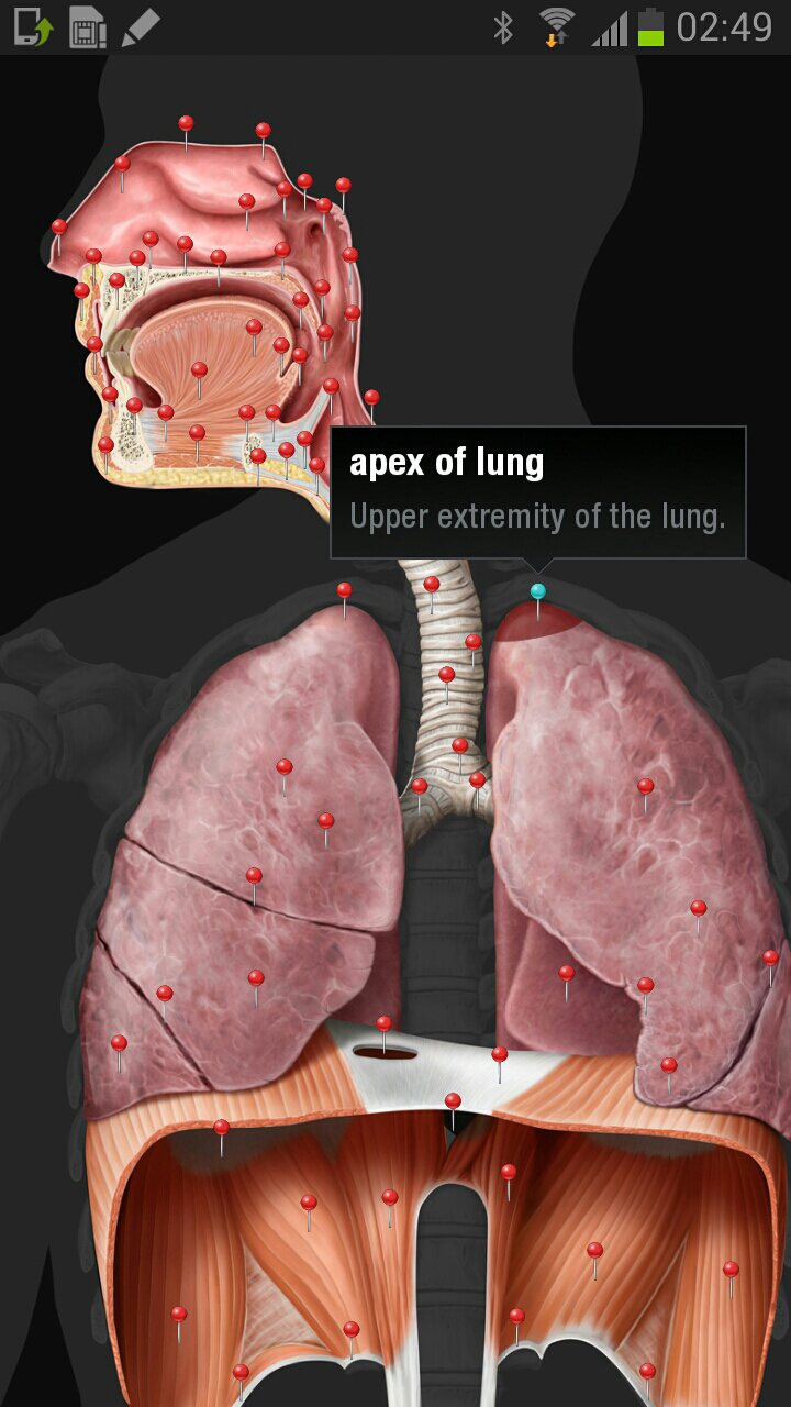 Virtual Human Body Screen 3