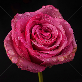 rose with raindrops by Cristobal Garciaferro Rubio - Flowers Single Flower