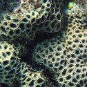 Transverse Coral