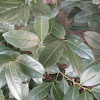 Cherry laurel / Lovorolisna trešnja