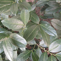 Cherry laurel / Lovorolisna trešnja